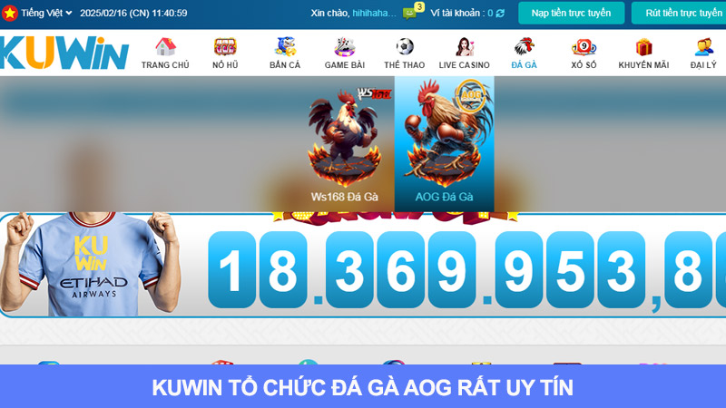 Đá gà AOG tại Kuwin rất uy tín