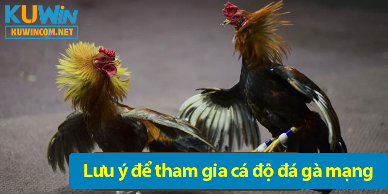 Các kinh nghiệm chơi đá gà trực tiếp luôn thắng độ cho bet thủ
